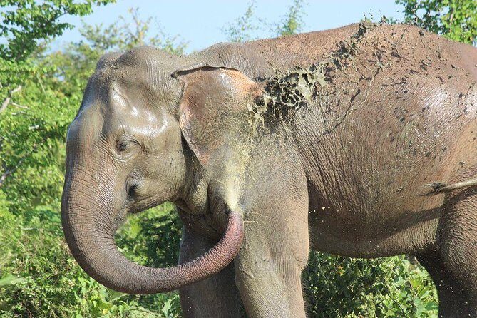 Private Half Day Safari in Udawalawe National Park - What You Can Expect from This Udawalawe Safari