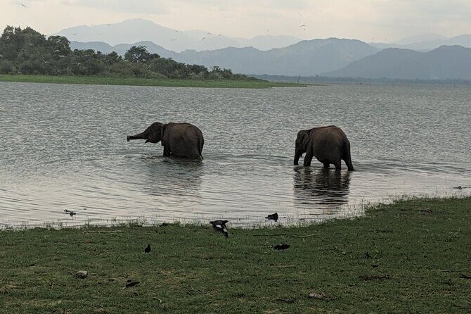 Private Half Day Safari in Udawalawe National Park - The Itinerary in Detail