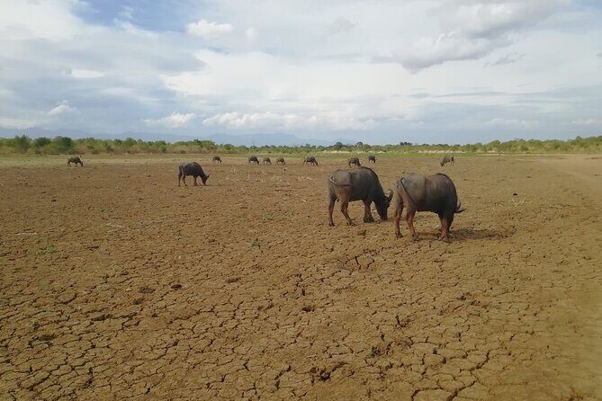 Private Half Day Safari in Udawalawe National Park - Practical Considerations