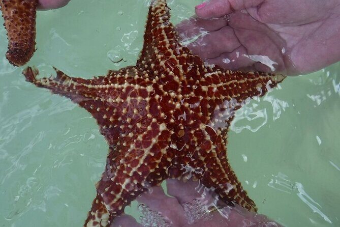 Private Half Day Stingray City, Snorkeling and Starfish Beach Tour - An In-Depth Review of the Tour Experience