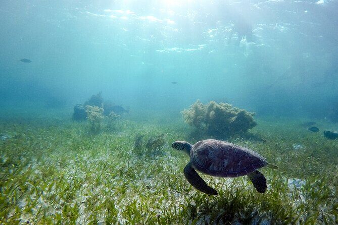 Private Half Day Swim with Turtles and Cenote - Exploring the Private Half Day Swim with Turtles and Cenote Tour