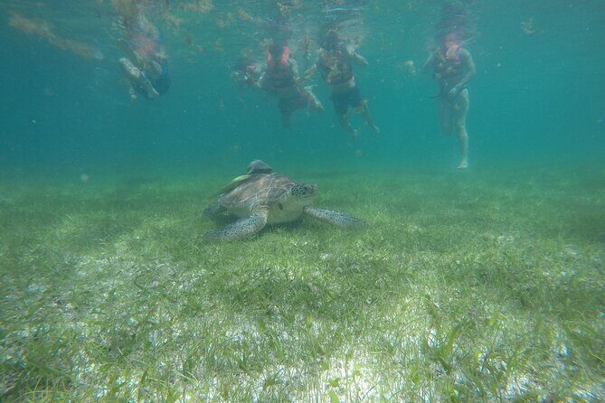 Private Half Day Swim with Turtles and Cenote - Who Should Consider This Tour?