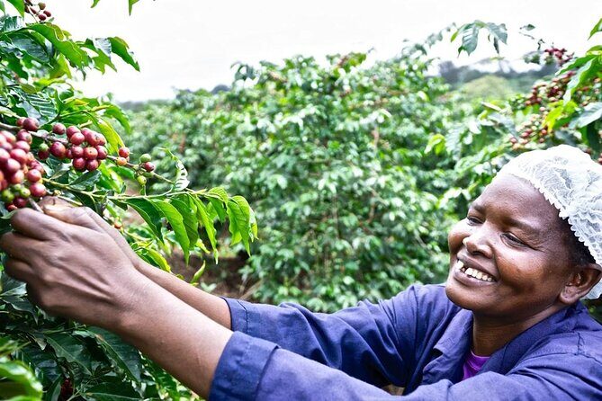 Private Half-Day Tour in Fairview Coffee Farm from Nairobi - Introducing the Fairview Coffee Farm Tour