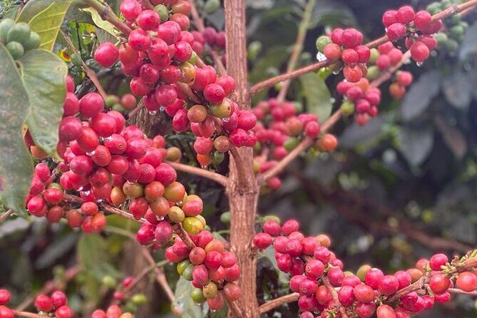 Private Half-Day Tour in Fairview Coffee Farm from Nairobi - A Thorough Look at the Fairview Coffee Farm Tour