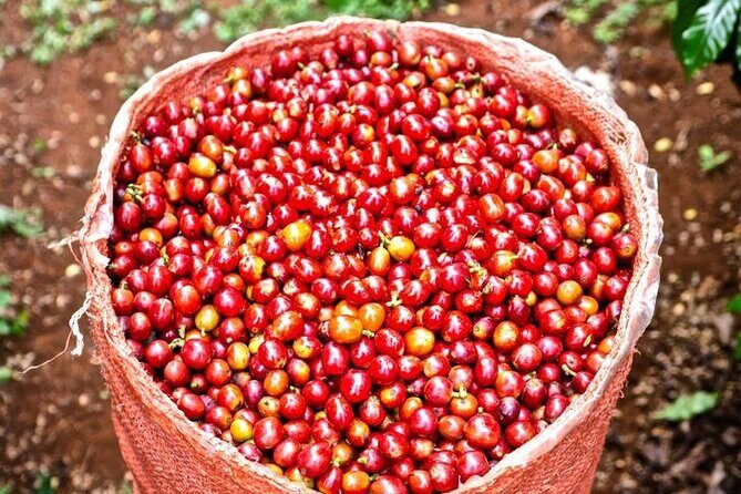 Private Half-Day Tour in Fairview Coffee Farm from Nairobi - Authentic Experiences and What Travelers Say