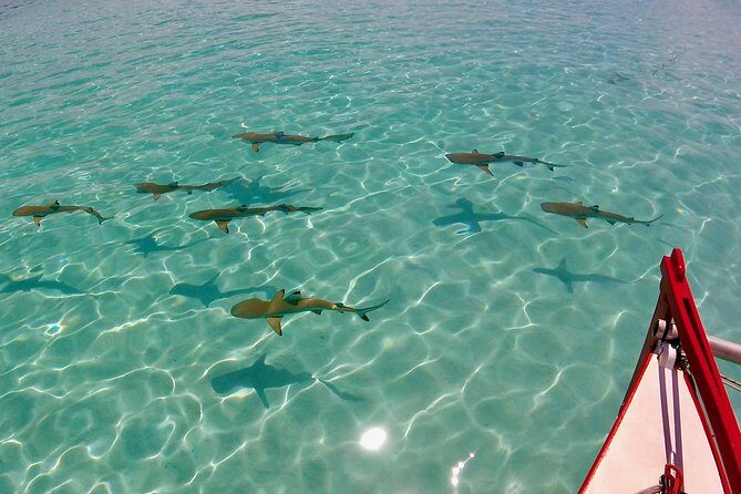 PRIVATE Half Day Tour : Moorea Snorkeling & Sailing on a Catamaran named Taboo - Dive Into the Details of the Experience