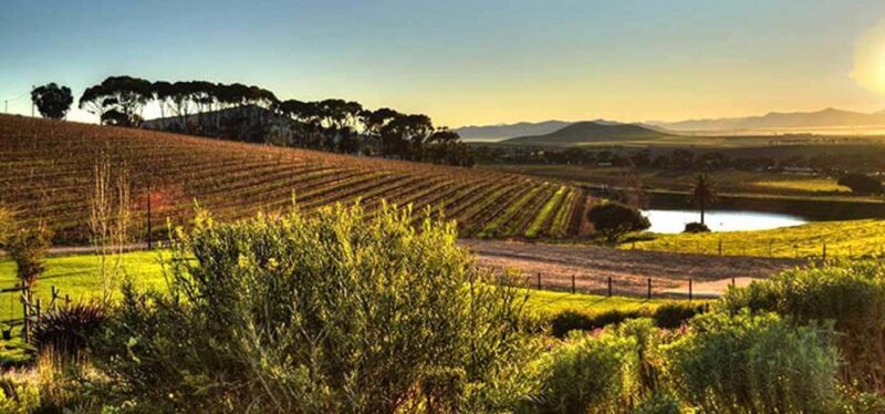 Private Half-day Tour of the Cape Winelands in Stellenbosch - The Experience in Practice