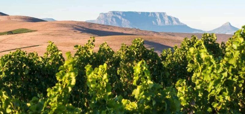 Private Half-day Tour of the Cape Winelands in Stellenbosch - The Sum Up