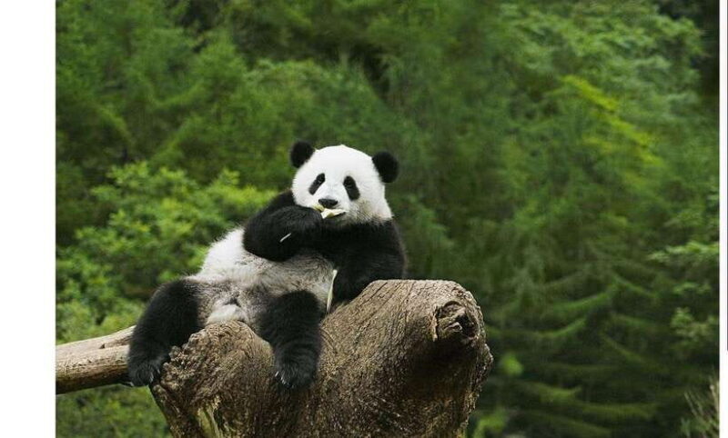 Private Half-Day Tour to Chengdu Panda Base - The Experience in Detail