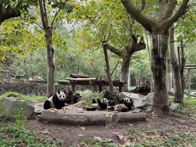Private Half-Day Tour to Chengdu Panda Base - Optional Extra Time and Nearby Attractions