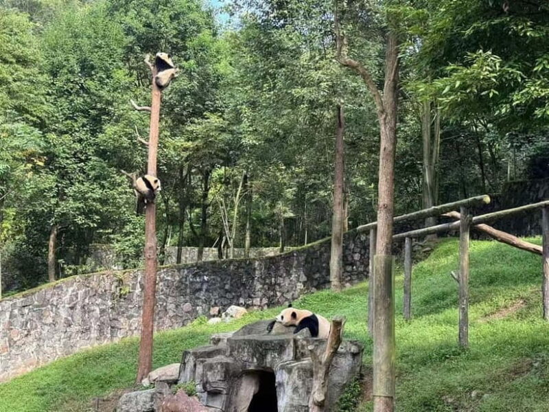 Private Half-Day Tour to Chengdu Panda Base - The Guide and Service: Why It Matters