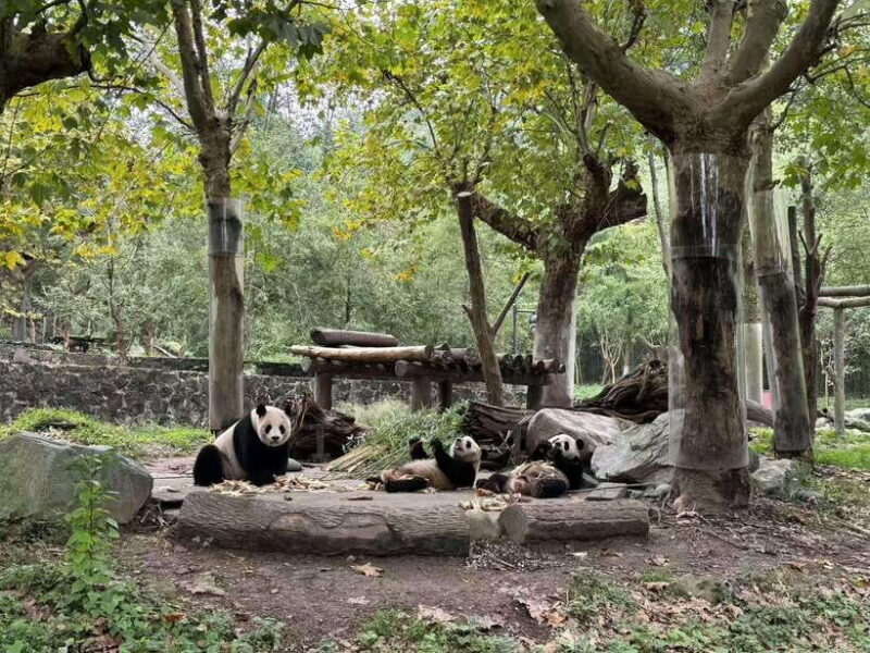 Private Half-Day Tour to Chengdu Panda Base - Final Thoughts