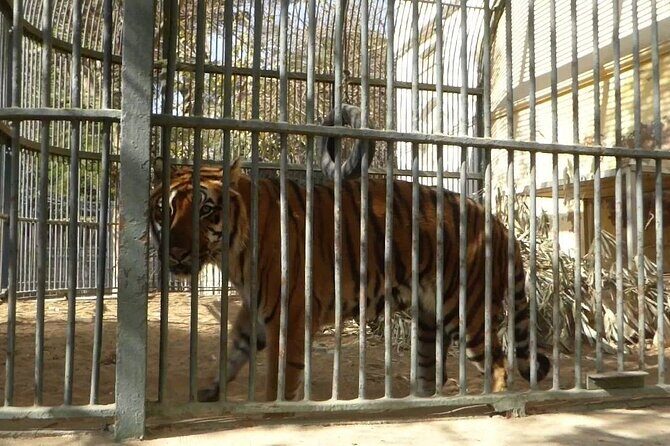 Private Half Day Tour To The Zoo In Giza - An In-Depth Look at the Giza Zoo Tour