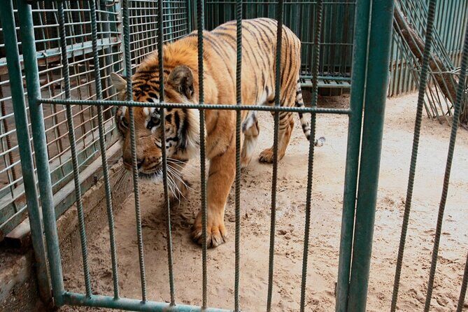 Private Half Day Tour To The Zoo In Giza - Authentic Reviews and Perspectives