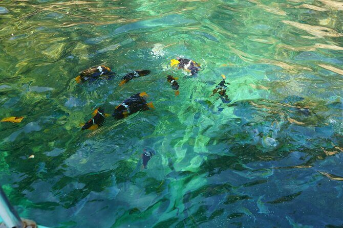 Private Half-Day Tour with Snorkeling at Animas Beach - An In-Depth Look at the Experience