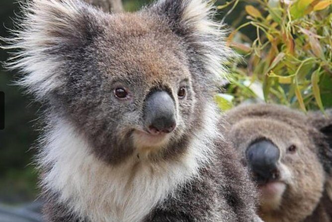 Private Half Day Tour: World Heritage Rainforest & Waterfall - FAQs