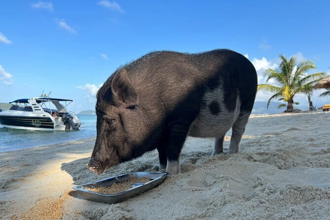 Private Half Day Trip to Pig Island and Koh Tan by Long Tail Boat - Key Points