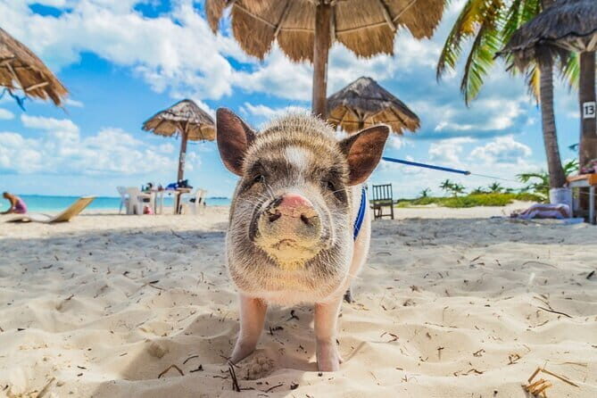 Private Half Day Trip to Pig Island and Koh Tan by Long Tail Boat - Who Is This Trip Best For?