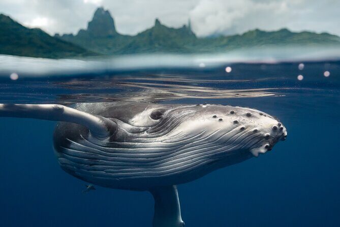 Private Half Day Whale Watching Tour - Why Choose This Whale Watching Tour in Moorea?