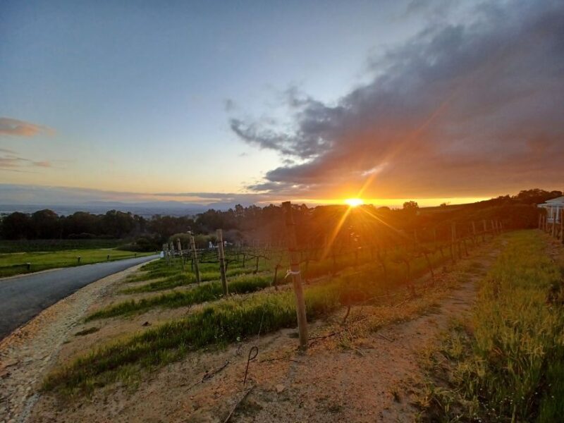 Private Halfday Penguin tour - Noordhoek: a Taste of Local Flavour