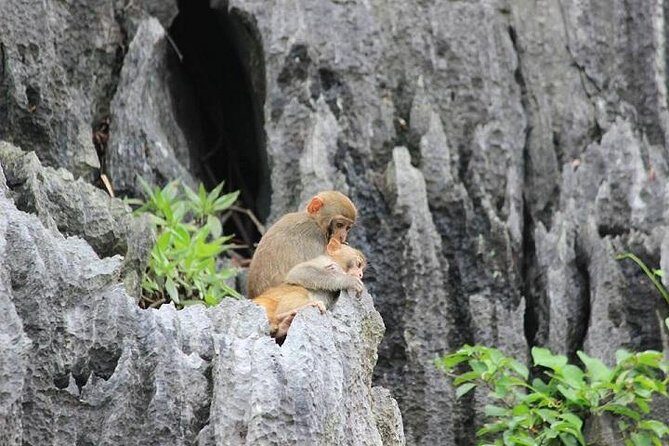 Private Halong Bay In Day - An In-Depth Look at the Tour Experience