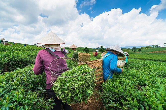 Private Hangzhou Day Tour to West Lake, Lingyin Temple, Tea Village, Old Pagoda - Who Should Book This Tour?