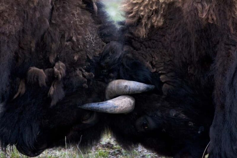 Private Highlight's Tour of Yellowstone National Park - Exploring Yellowstone with a Private Highlight Tour: An Honest Review