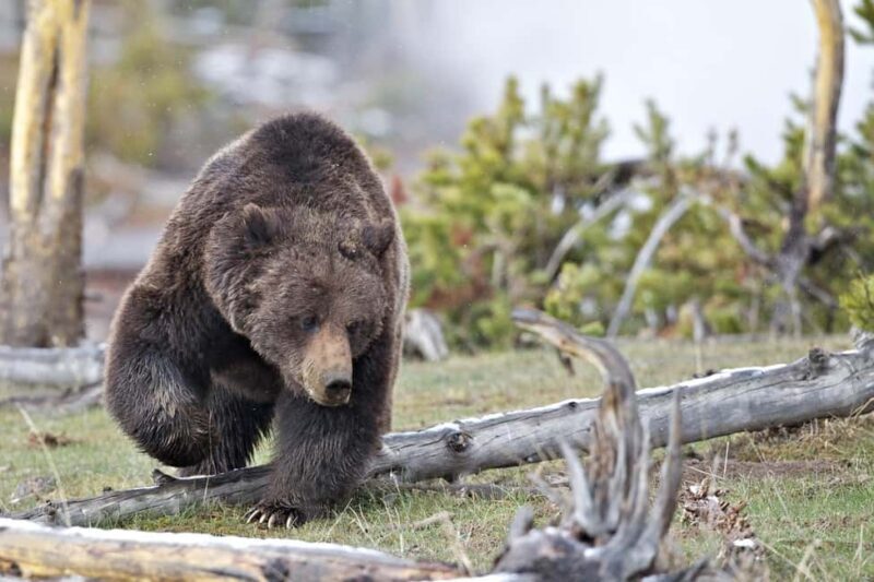Private Highlight's Tour of Yellowstone National Park - Price and Value