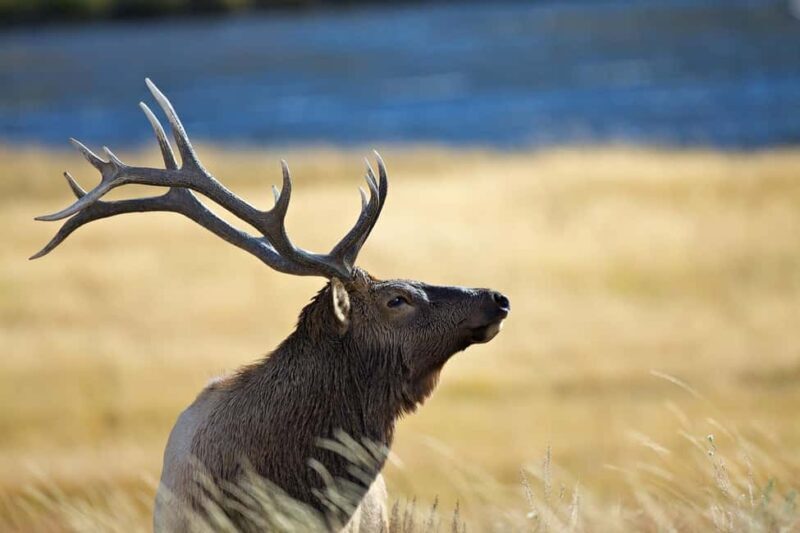Private Highlight's Tour of Yellowstone National Park - Who Should Consider This Tour?