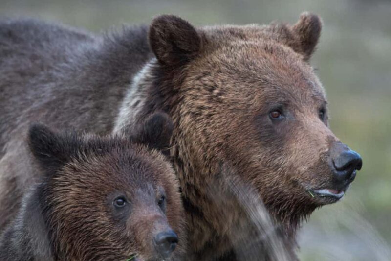 Private Highlight's Tour of Yellowstone National Park - FAQ