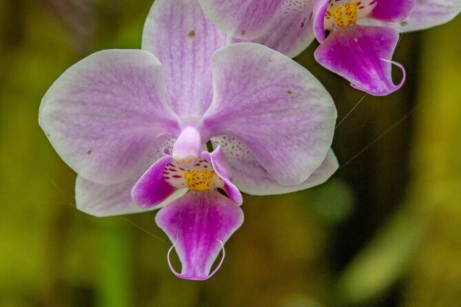 Private Hilo Shore Excursion - Botanical Gardens & Waterfalls - Who Will Love This Tour?