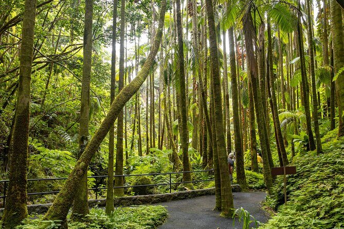 Private Hilo Shore Excursion - Botanical Gardens & Waterfalls - Final Thoughts