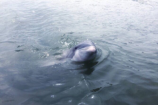 Private Hilton Head Dolphin Tour - An Introduction to Hilton Head’s Dolphin Tour