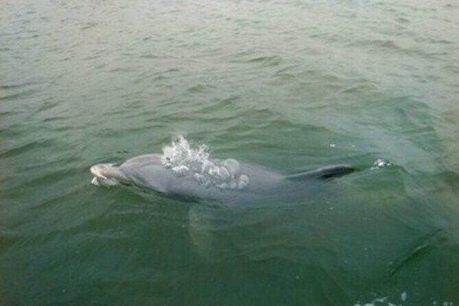 Private Hilton Head Dolphin Tour - Duration and Group Size: Why They Matter