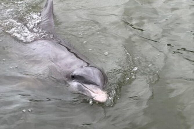 Private Hilton Head Dolphin Tour - Who Should Consider This Tour?