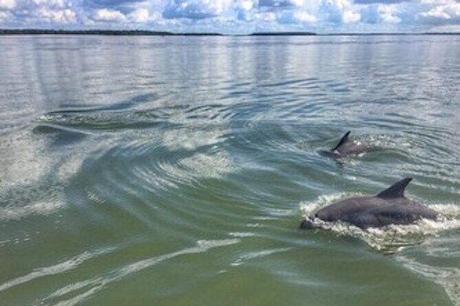 Private Hilton Head Sunset Dolphin Tour - An honest look at the Hilton Head Sunset Dolphin Tour