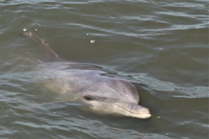 Private Hilton Head Sunset Dolphin Tour - Frequently Asked Questions