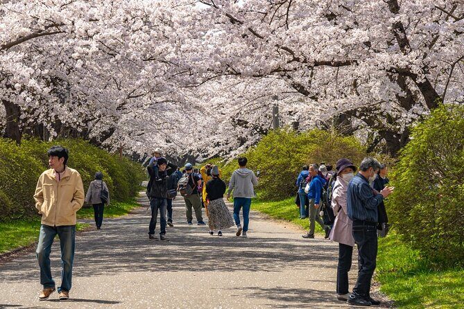 Private Hiroshima Cherry Blossom and Sakura Experience - An In-Depth Look at the Hiroshima Cherry Blossom and Sakura Experience