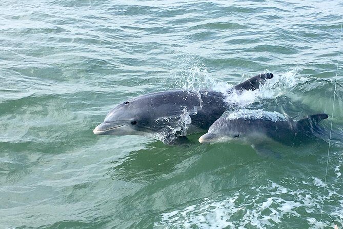 Private Historical Wildlife and Dolphin Cruise South Padre Island - The Itinerary: What You Can Expect