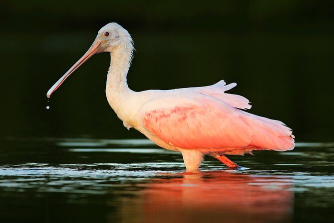 Private Historical Wildlife and Dolphin Cruise South Padre Island - The Experience: What Travelers Are Saying
