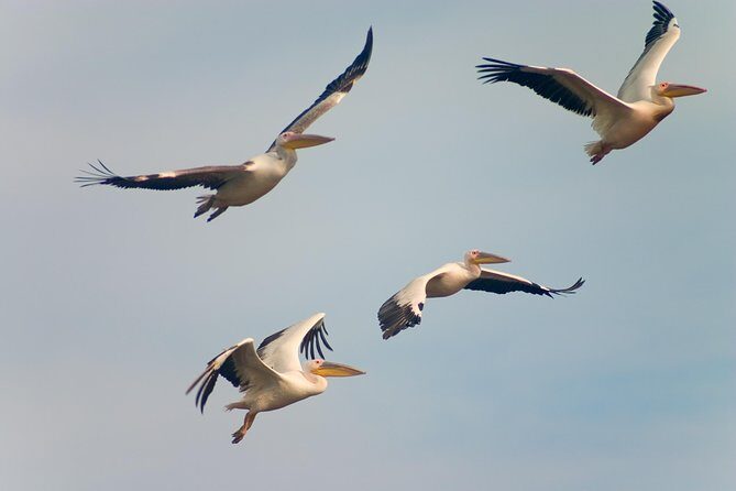 Private Historical Wildlife and Dolphin Cruise South Padre Island - Practical Tips for Visitors