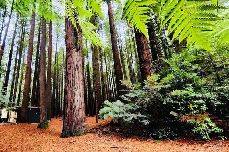 Private Hobbiton & BlueSprings & Redwood forest fromAuckland - The Experience Provider: OHhappyTour