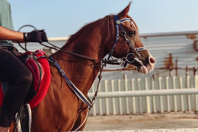 Private Horse and Camel Riding Experience in Doha - Key Points