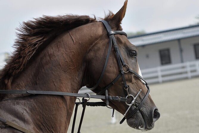 Private Horseback Riding Experience in Doha - What to Expect on Your Horseback Riding Tour in Doha
