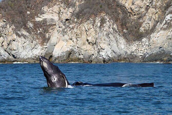 Private Huatulco Whale & Dolphin Adventures - An In-Depth Look at the Experience