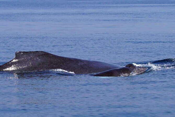 Private Huatulco Whale & Dolphin Adventures - The Sum Up