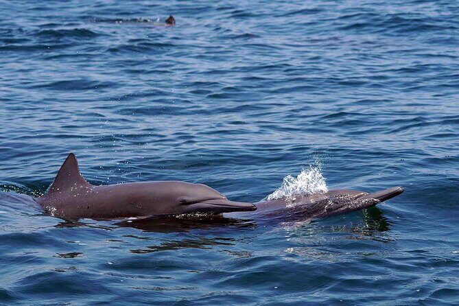 Private Huatulco Whale & Dolphin Adventures - FAQs