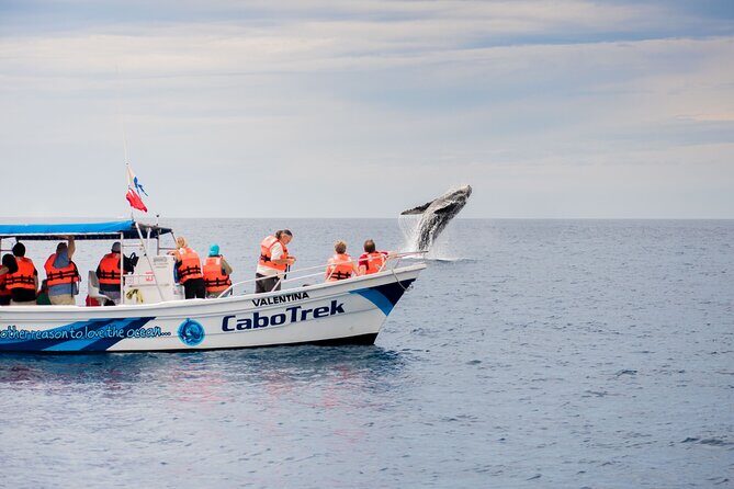 Private Humpback Whale Watching in Cabo San Lucas - The Experience: What You Can Expect from Start to Finish