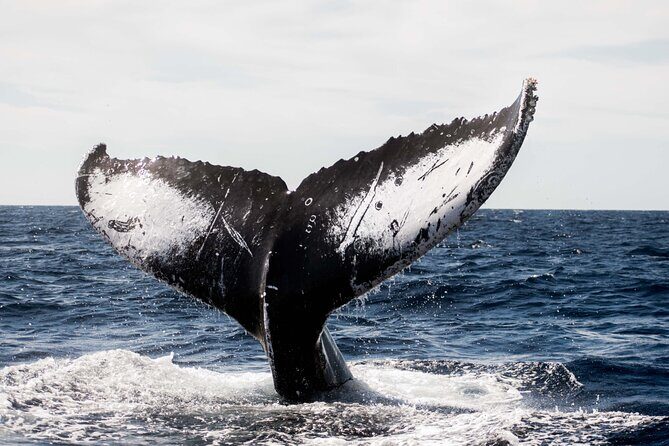 Private Humpback Whale Watching in Cabo San Lucas - Authentic Insights From Travelers