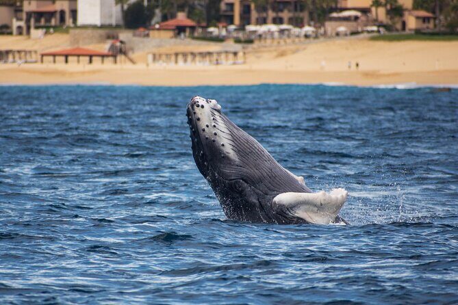 Private Humpback Whale Watching in Cabo San Lucas - Who Should Book This Tour?